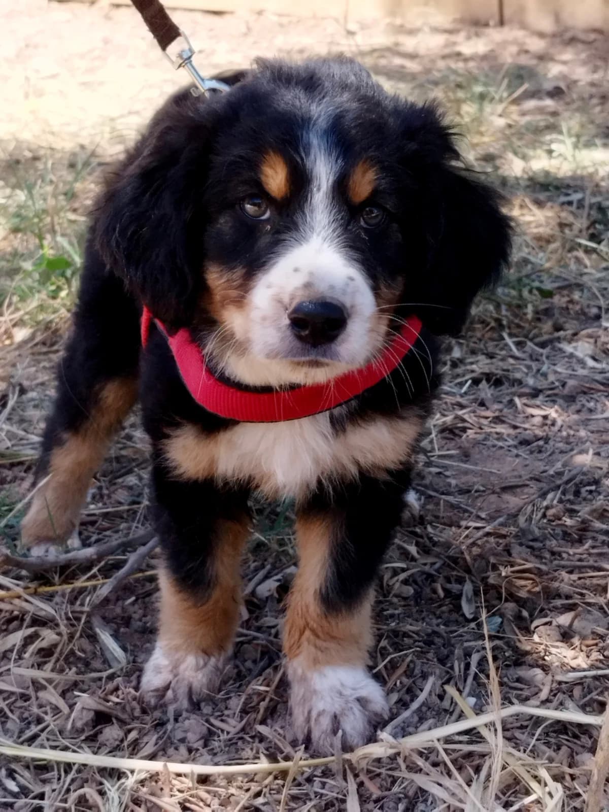Devin, male Mixed Breed for adoption at tierFAIRbunden n.e.V.