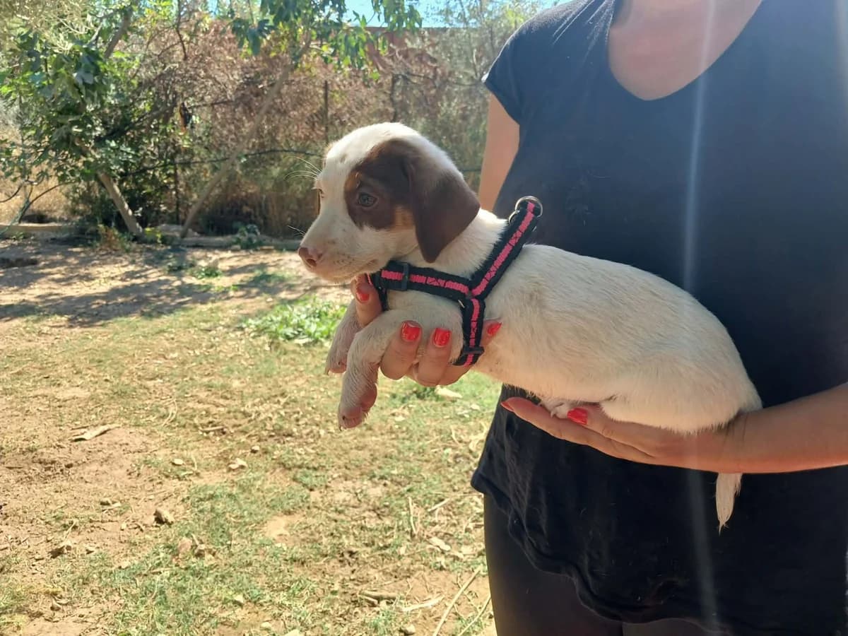 Elfi, female Mixed Breed for adoption at tierFAIRbunden n.e.V.