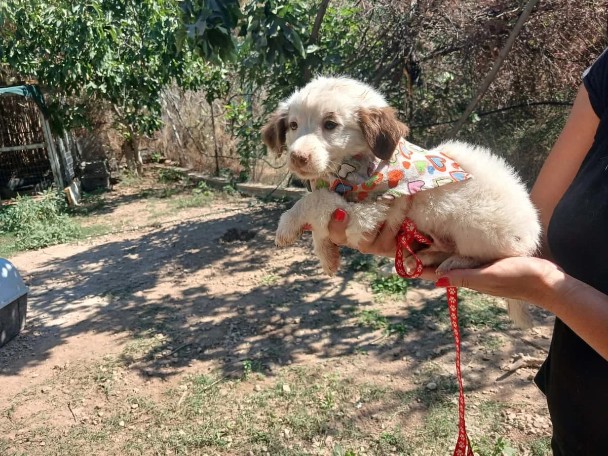 Elfo, male puppy Mixed Breed for adoption at tierFAIRbunden n.e.V.