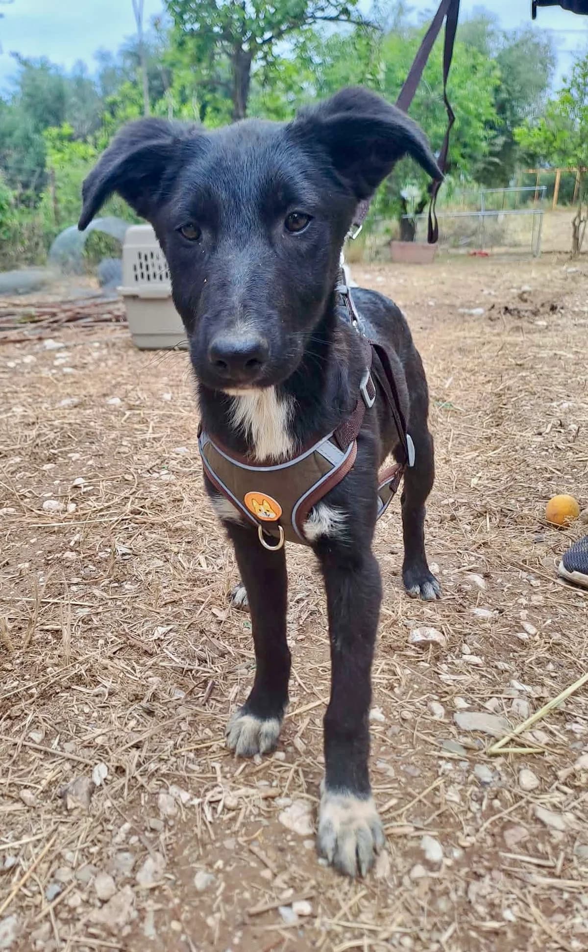 Feeby, female puppy Mixed Breed for adoption at tierFAIRbunden n.e.V.