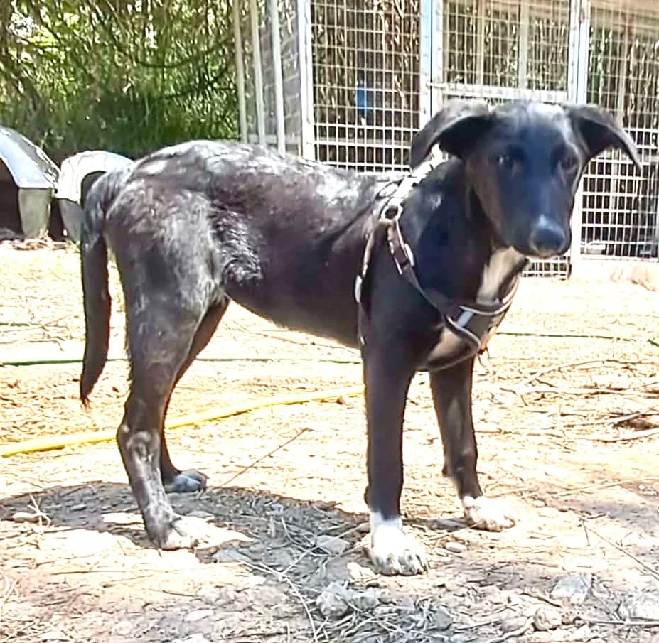 Finja, female puppy Mixed Breed for adoption at tierFAIRbunden n.e.V.