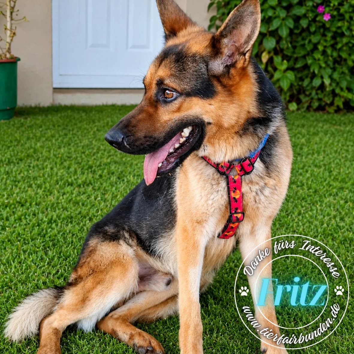 Fritz, male 3yo Mixed Breed for adoption at tierFAIRbunden n.e.V.