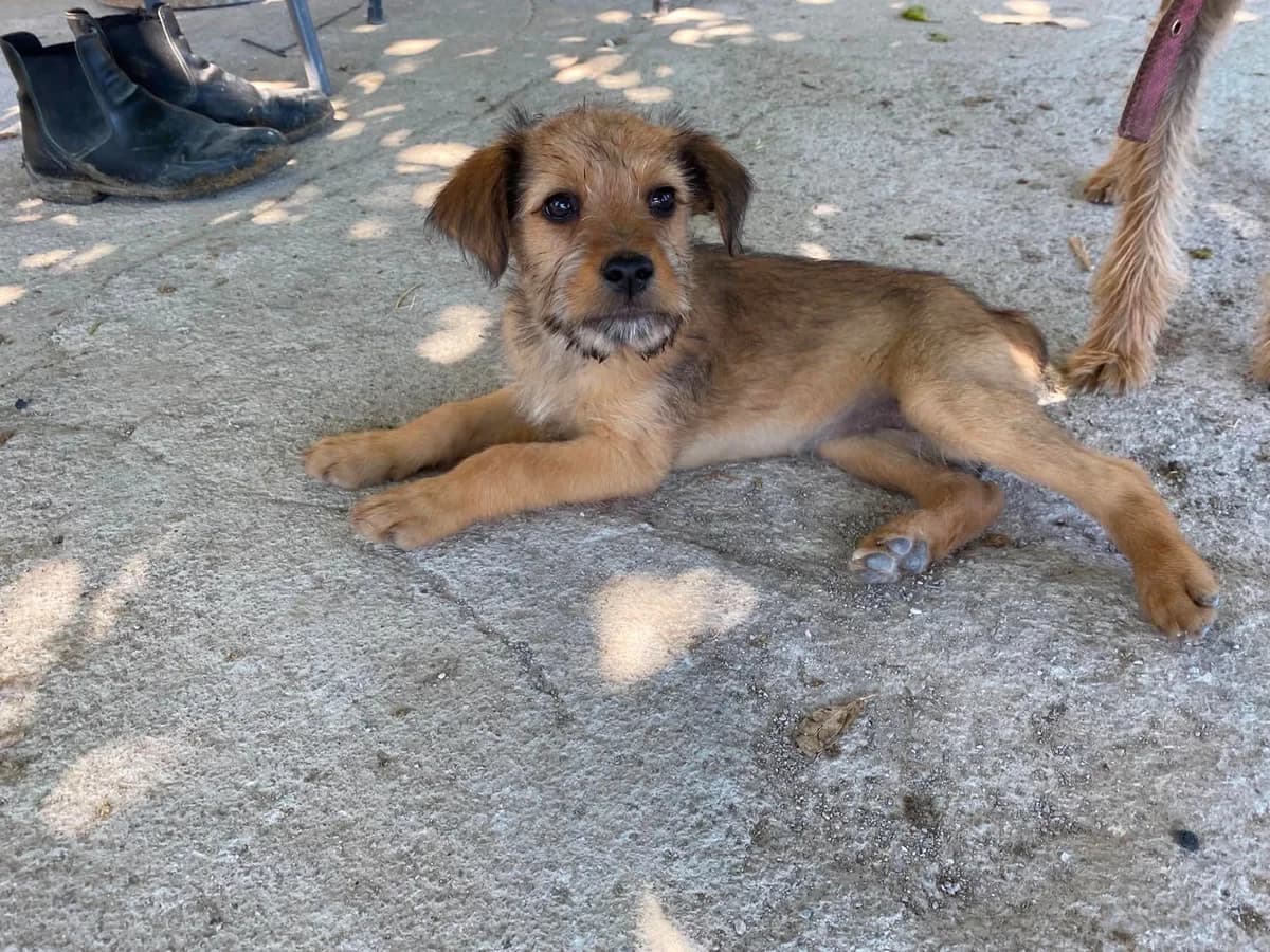 JouJou, female puppy Mixed Breed for adoption at tierFAIRbunden n.e.V.