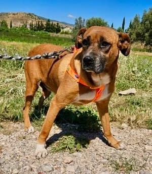 Kiki, female 6yo Mixed Breed for adoption at tierFAIRbunden n.e.V.