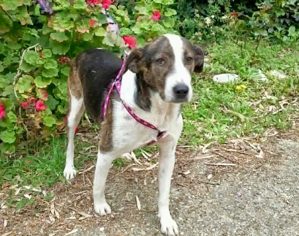 Lani, female Mixed Breed for adoption at tierFAIRbunden n.e.V.