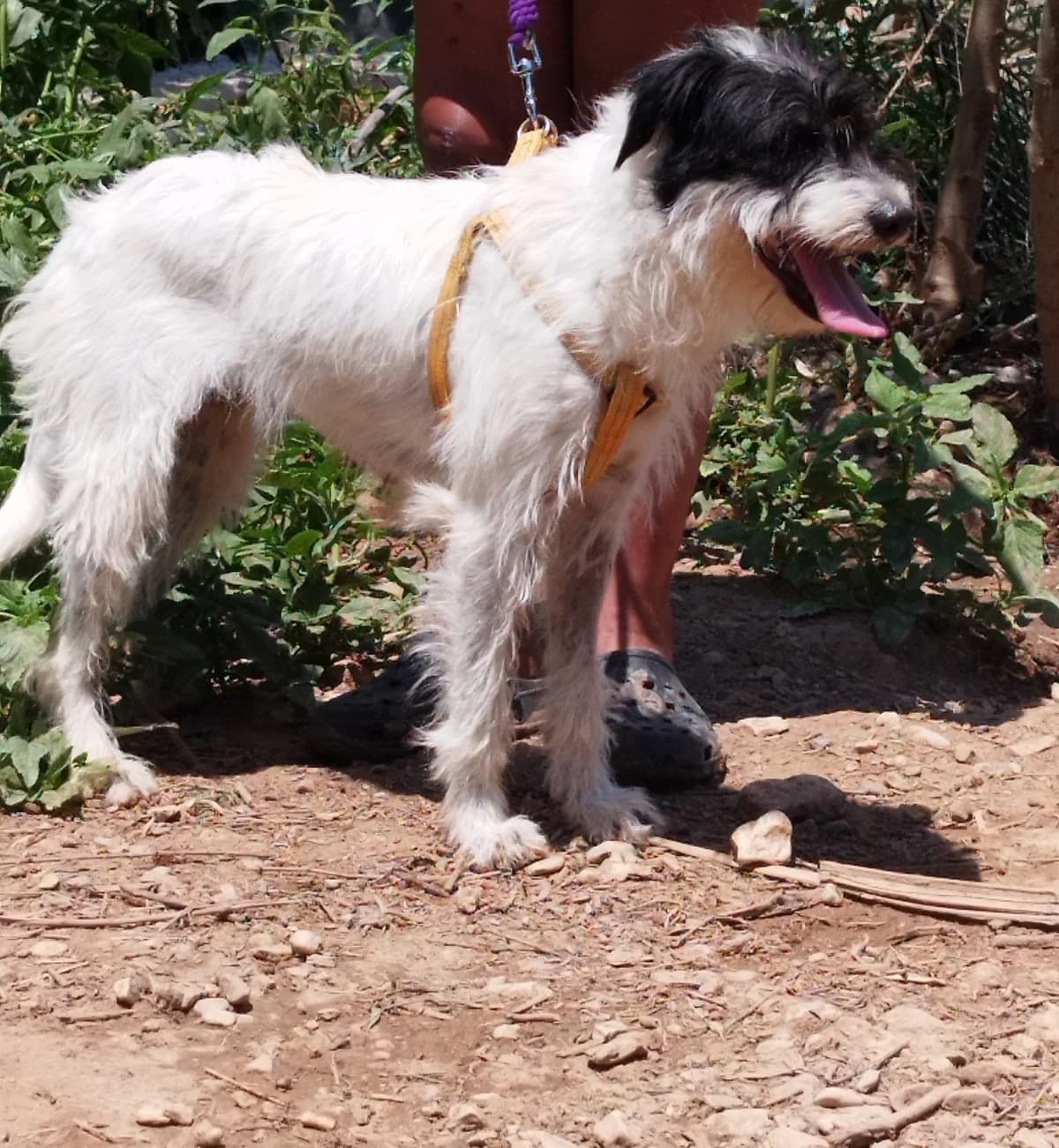 Lexi, female young Mixed Breed for adoption at tierFAIRbunden n.e.V.