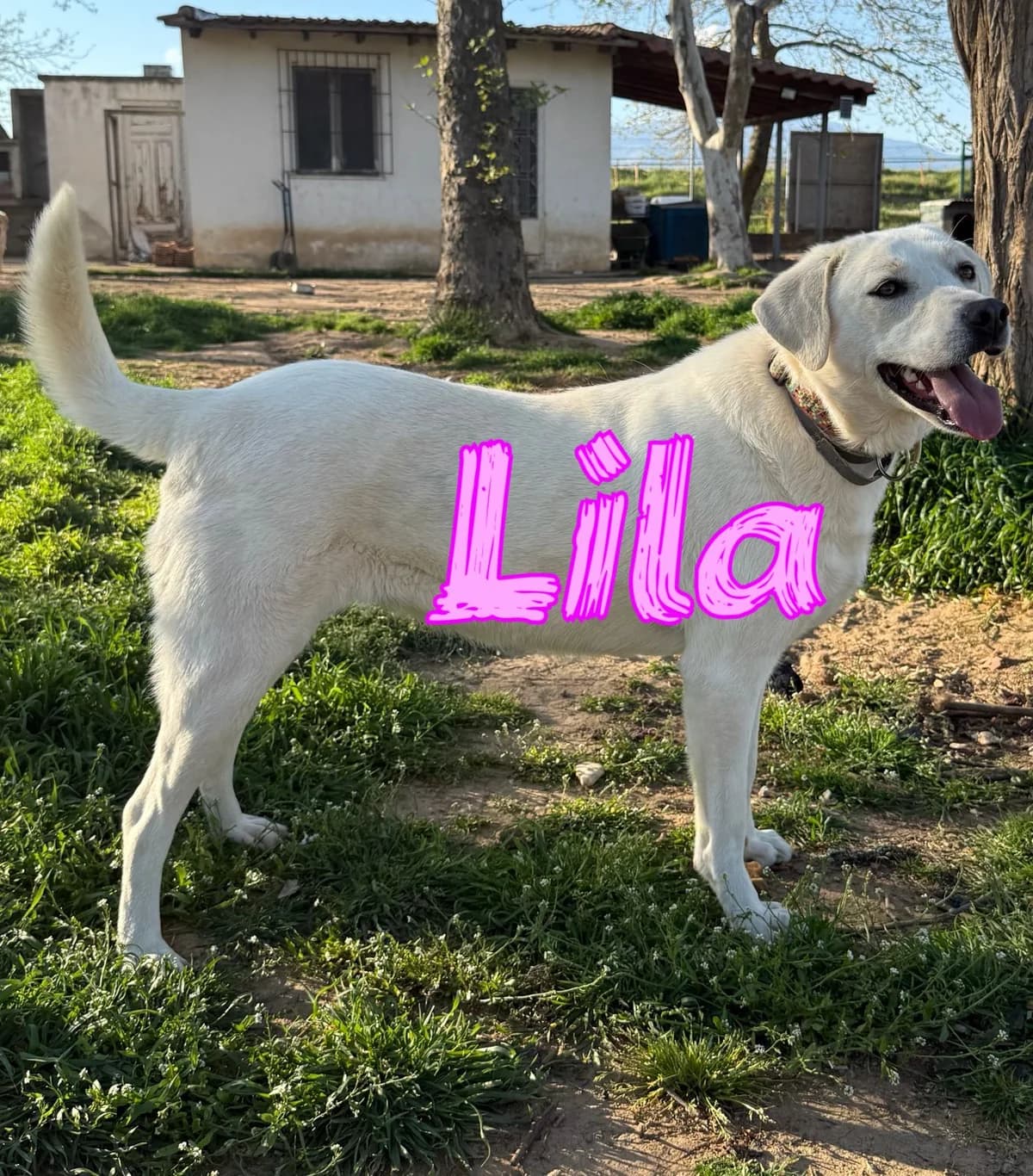 Lila, female Mixed Breed for adoption at tierFAIRbunden n.e.V.