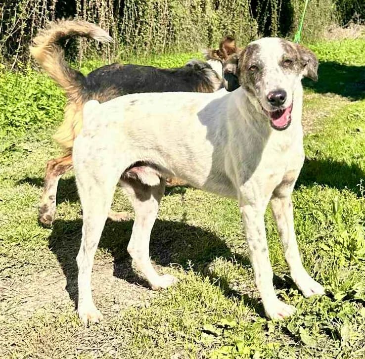 Lui, male 4yo Mixed Breed for adoption at tierFAIRbunden n.e.V.