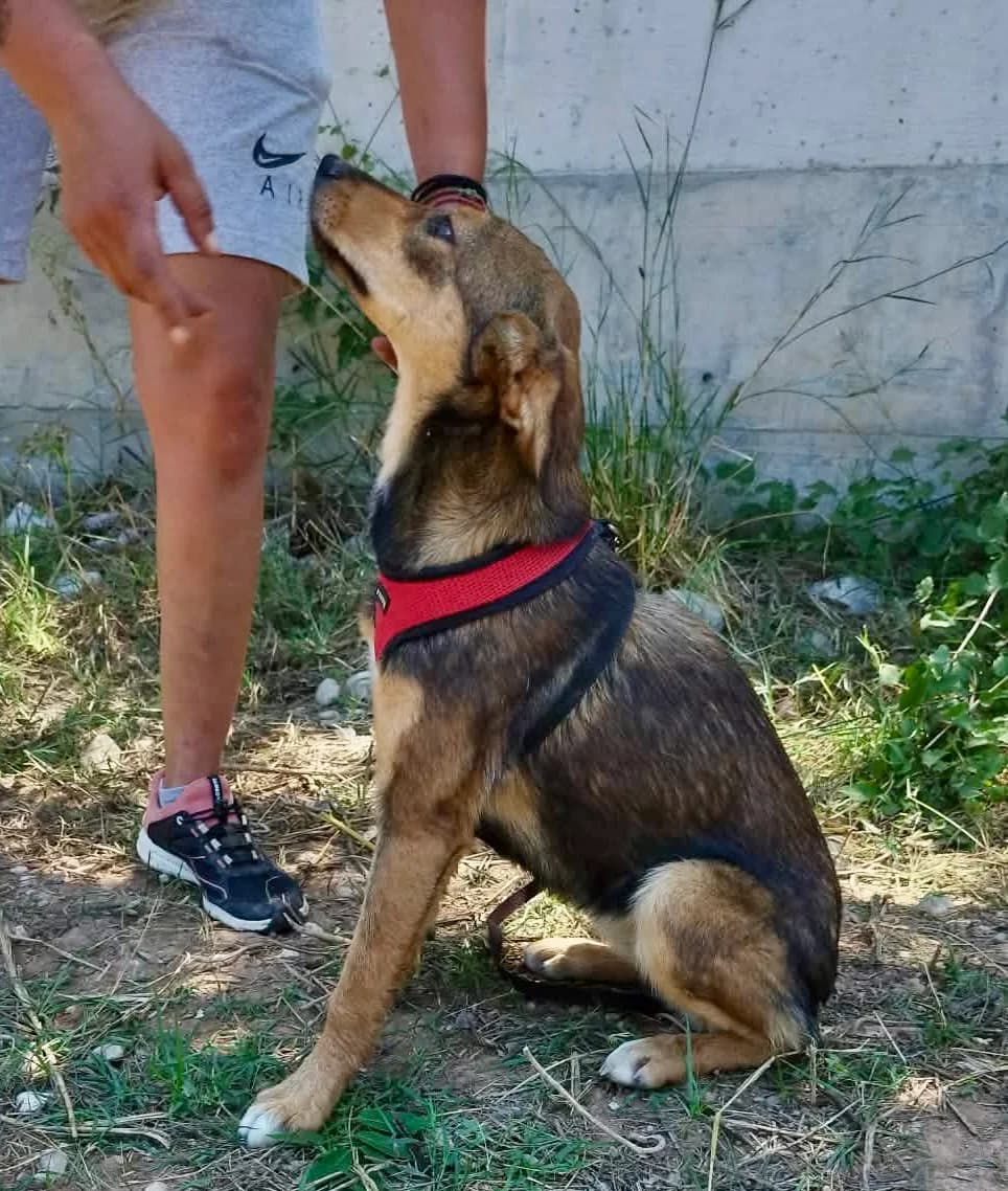 Mabel, female puppy Mixed Breed for adoption at tierFAIRbunden n.e.V.