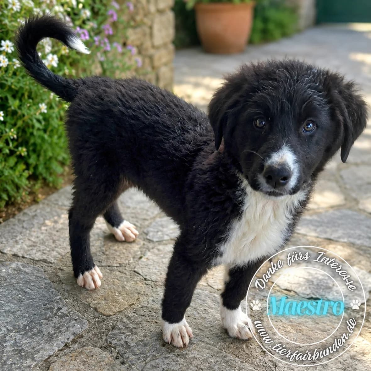 Maestro, male Mixed Breed for adoption at tierFAIRbunden n.e.V.