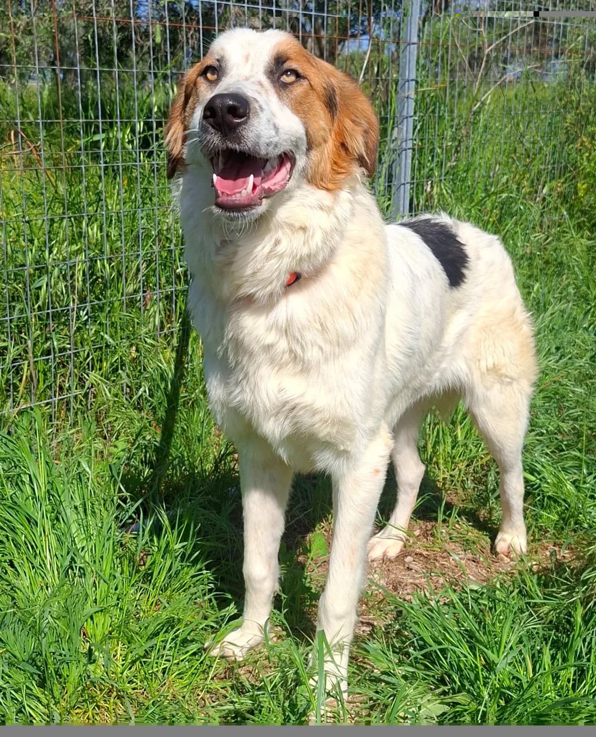 Marvel, male young Mixed Breed for adoption at tierFAIRbunden n.e.V.
