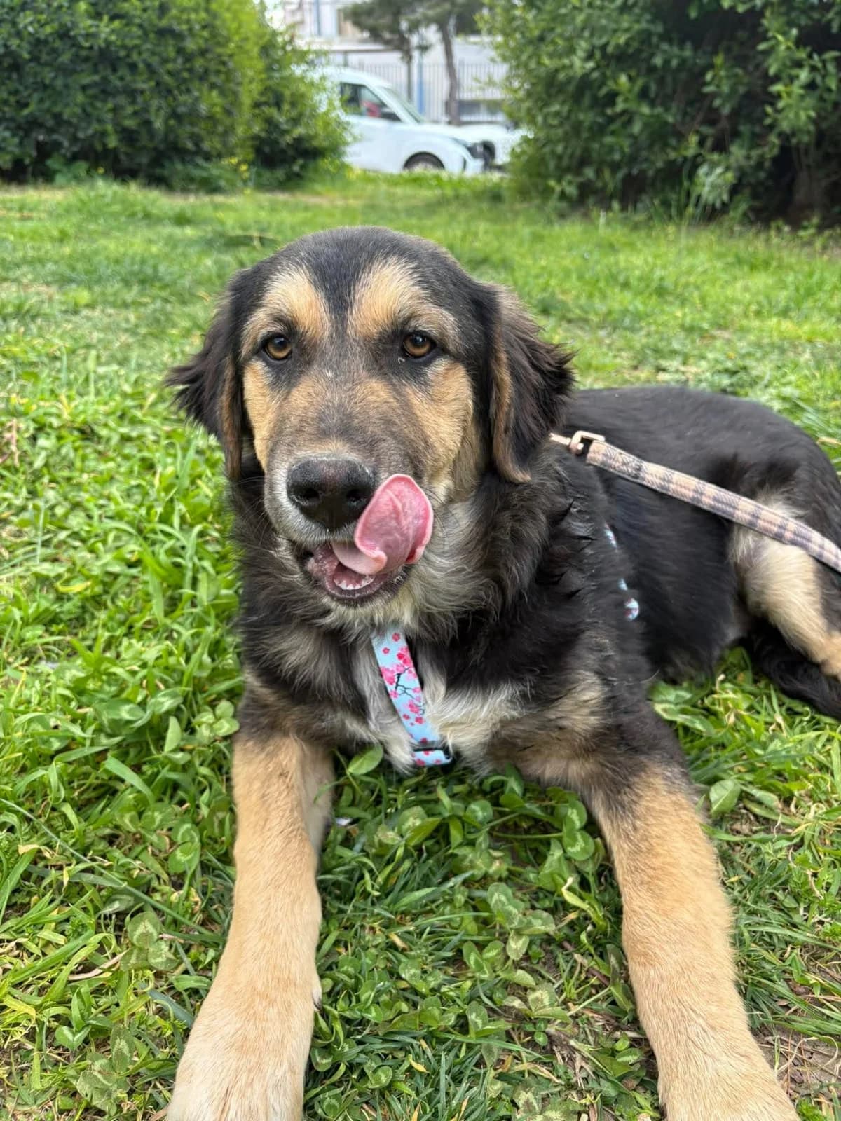 Mike, male Mixed Breed for adoption at tierFAIRbunden n.e.V.