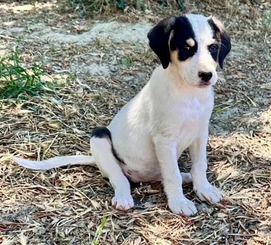 Momo, female Mixed Breed for adoption at tierFAIRbunden n.e.V.