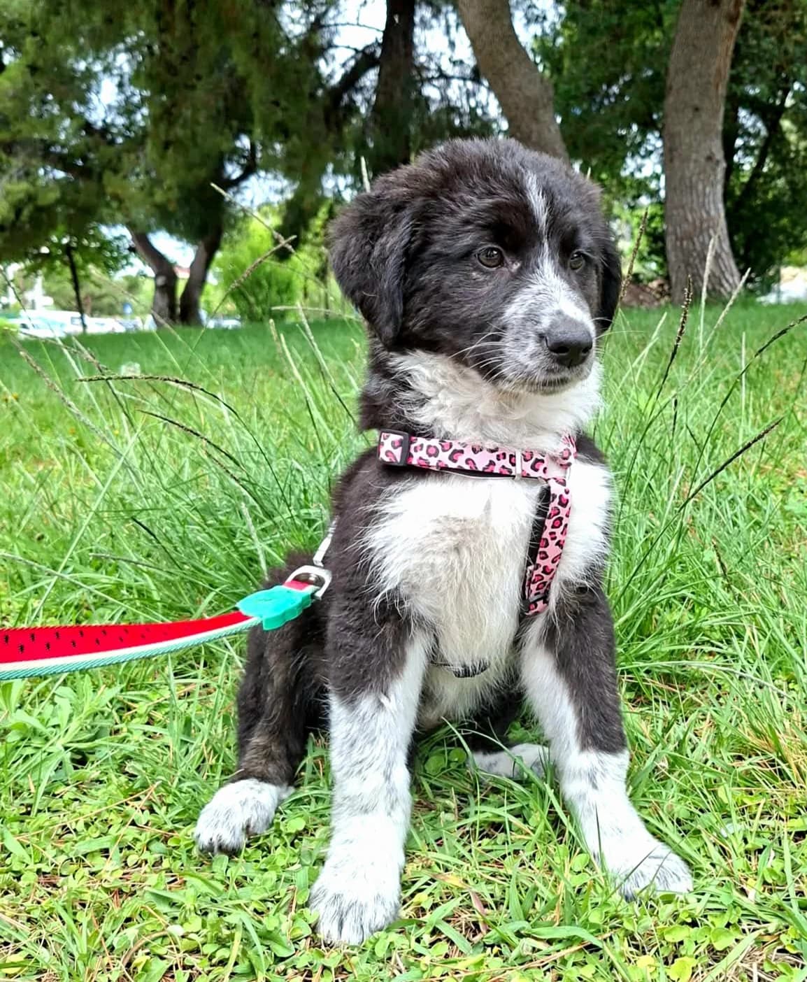 Mona, female Mixed Breed for adoption at tierFAIRbunden n.e.V.