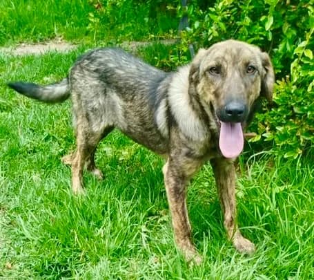 Moni, female Mixed Breed for adoption at tierFAIRbunden n.e.V.