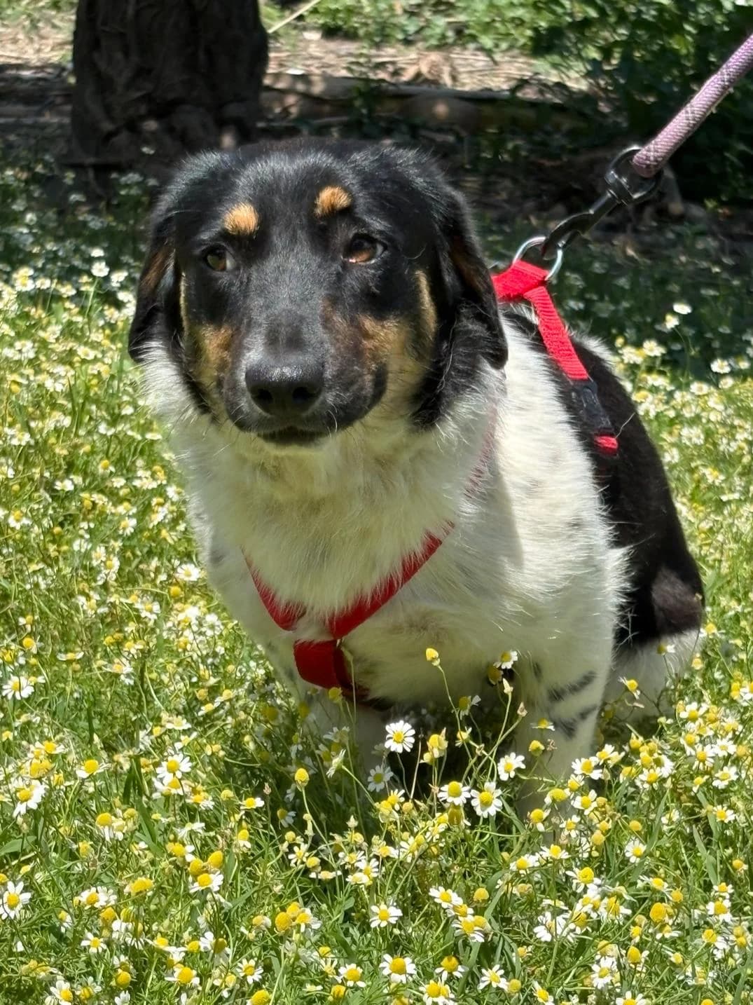 Nelki, female Mixed Breed for adoption at tierFAIRbunden n.e.V.