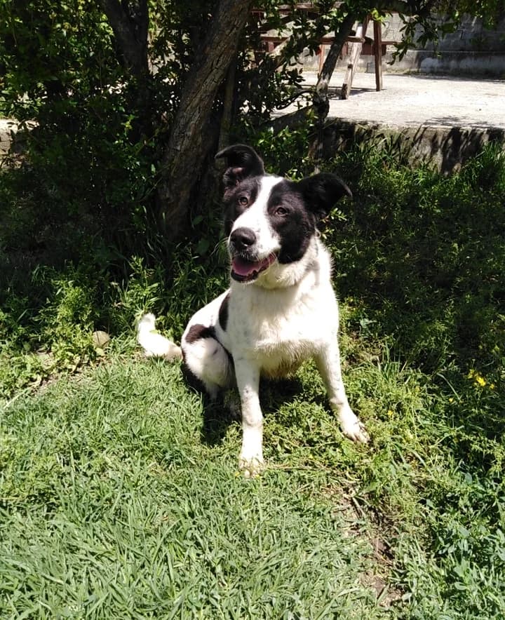 Roza, female 4yo Mixed Breed for adoption at tierFAIRbunden n.e.V.