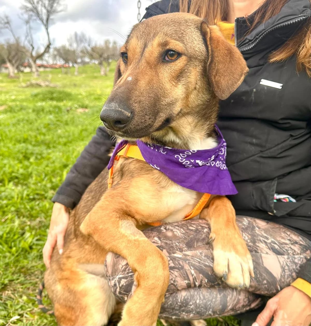 Shakira, female young Mixed Breed for adoption at tierFAIRbunden n.e.V.