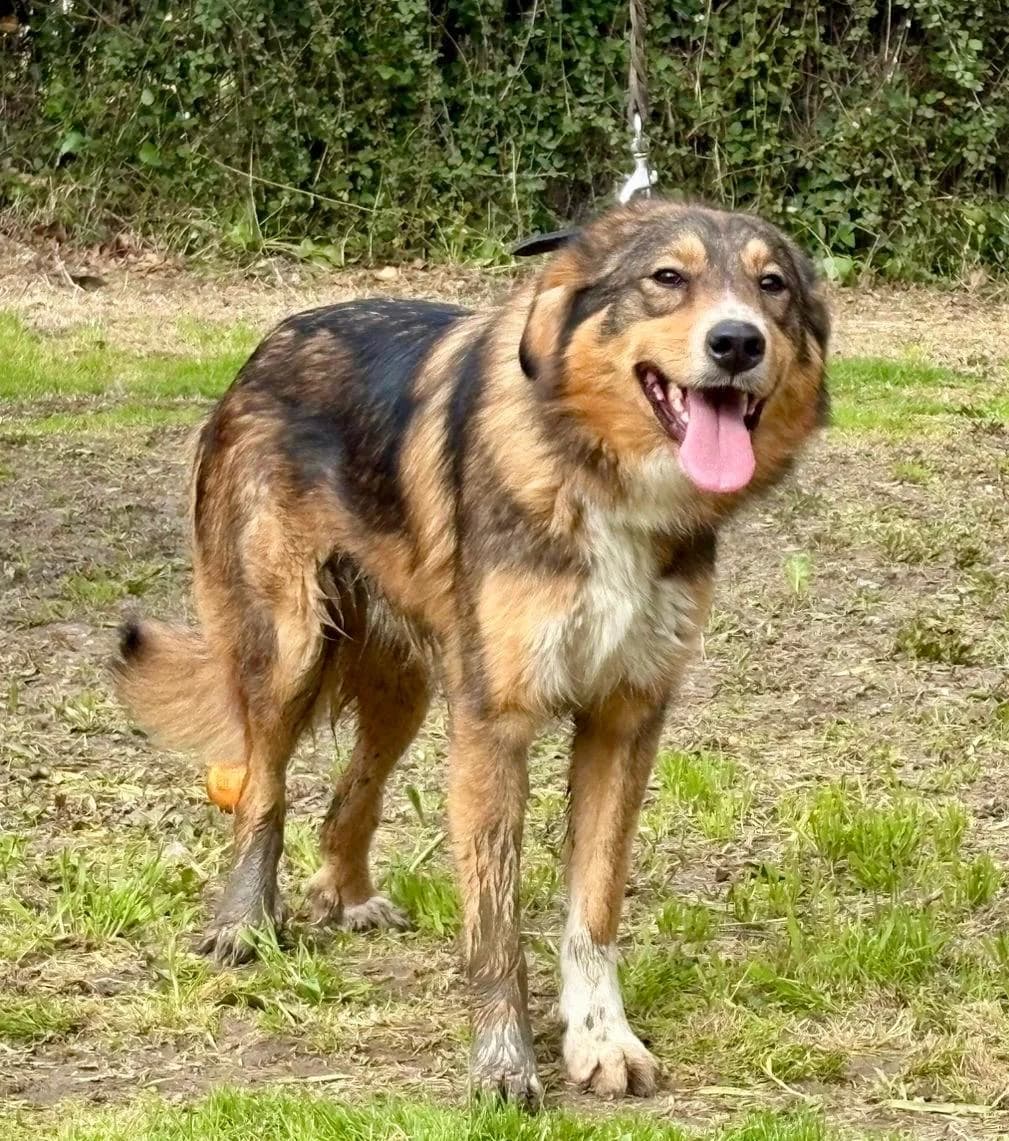 Silas, male young Mixed Breed for adoption at tierFAIRbunden n.e.V.