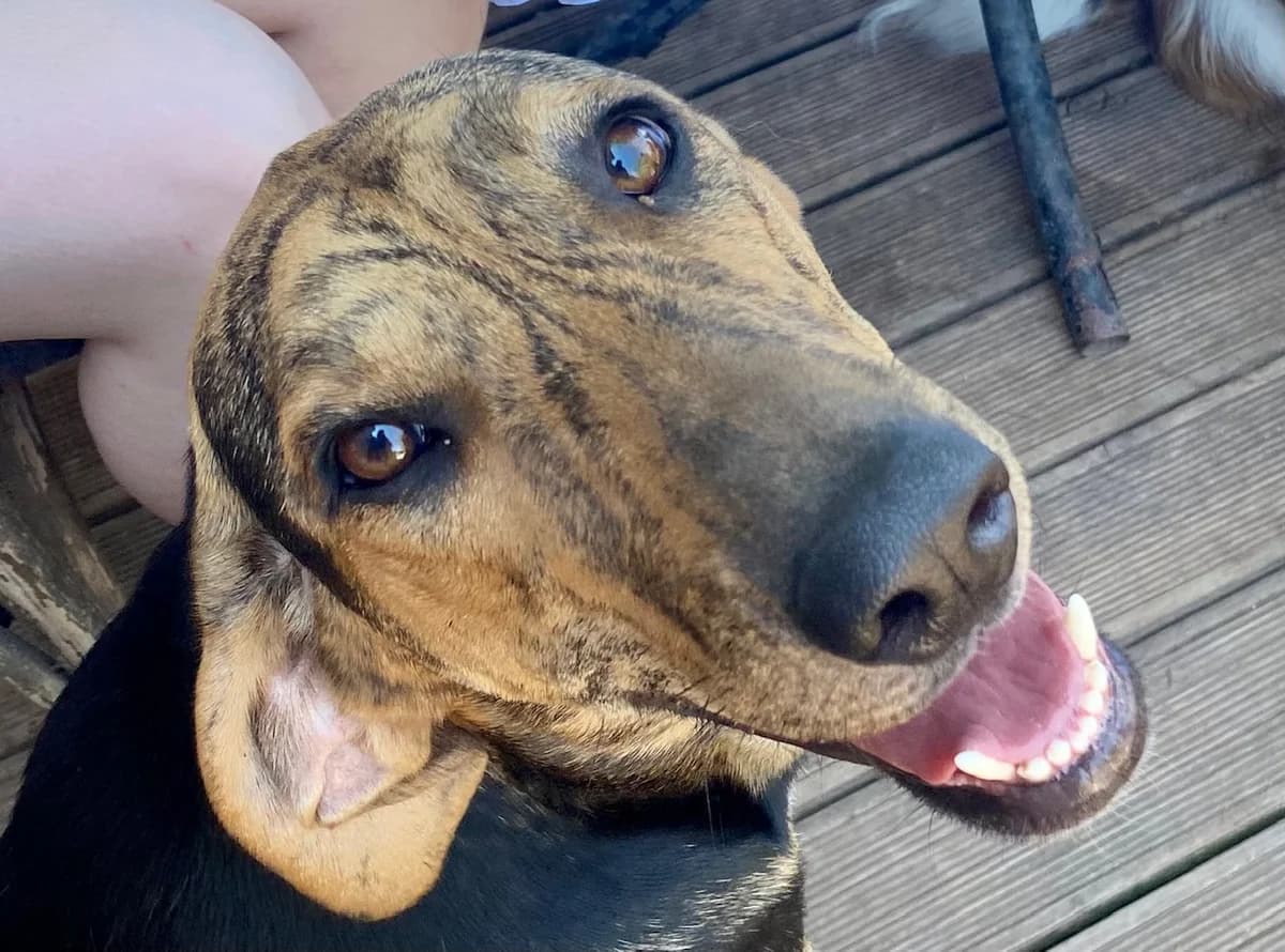 Sparkle, female 3yo Mixed Breed for adoption at tierFAIRbunden n.e.V.