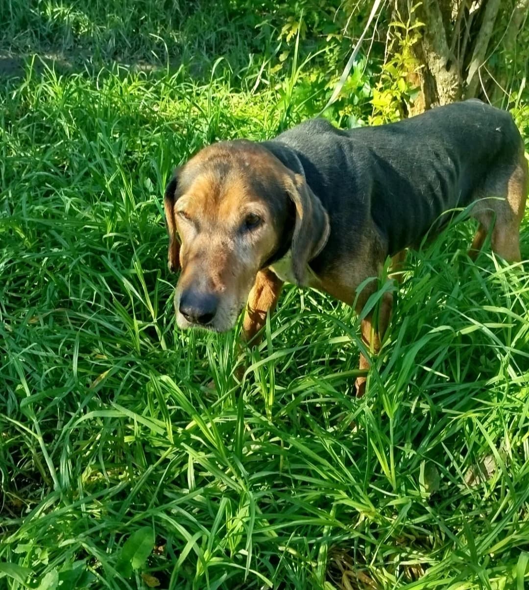 Thanos, male Mixed Breed for adoption at tierFAIRbunden n.e.V.