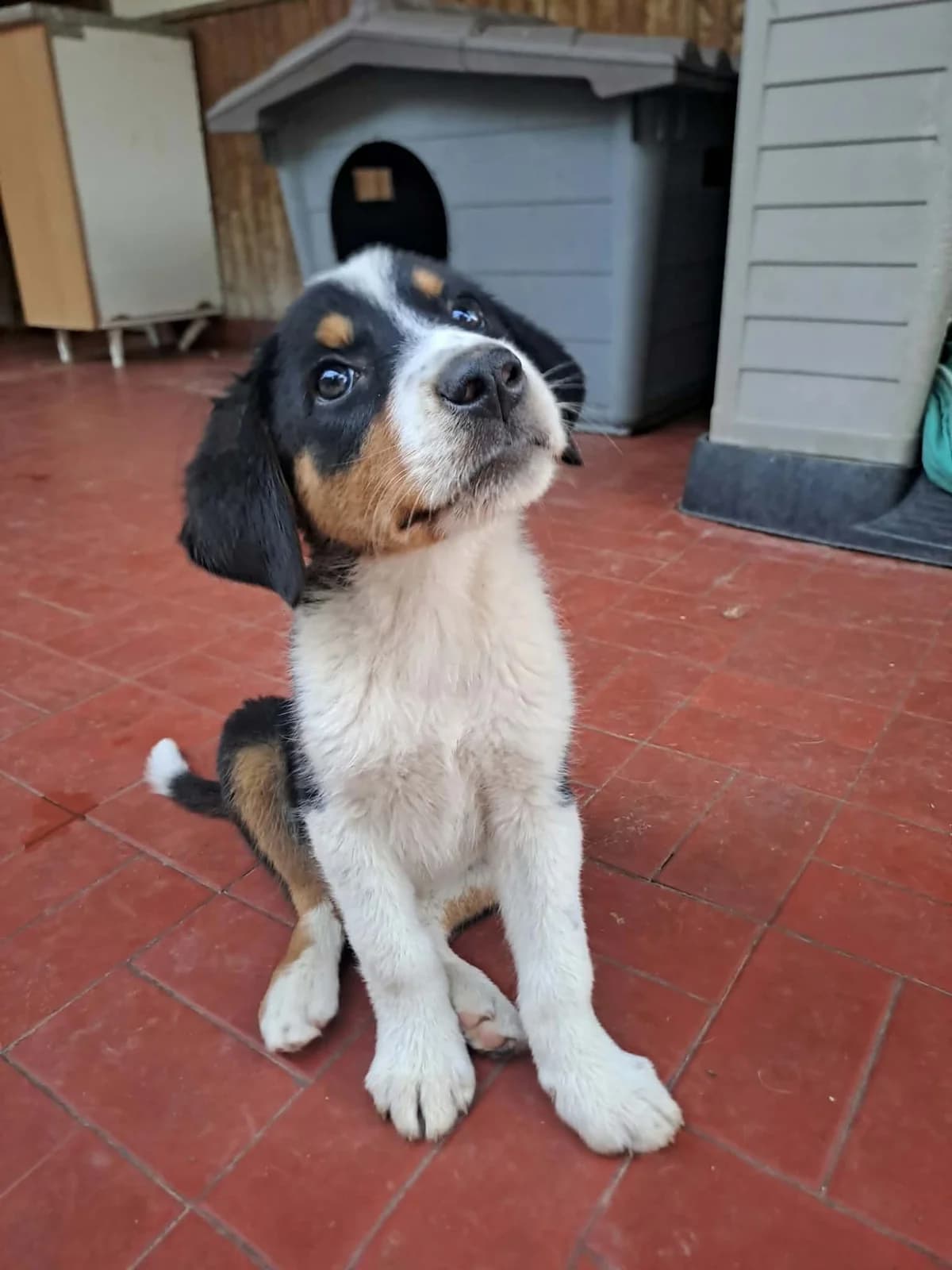 Thea, female puppy Mixed Breed for adoption at tierFAIRbunden n.e.V.