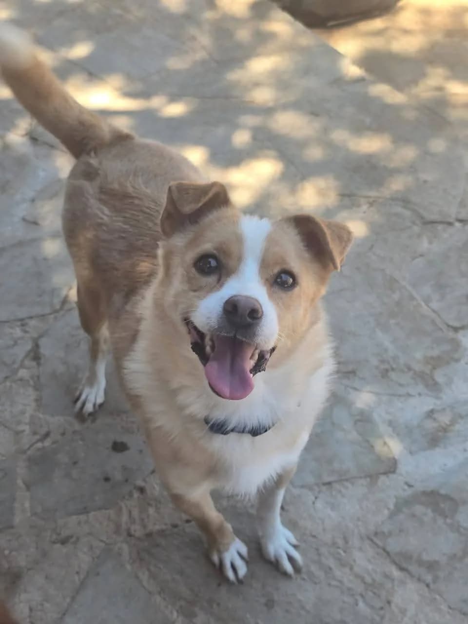 Tobby, male 3yo Mixed Breed for adoption at tierFAIRbunden n.e.V.