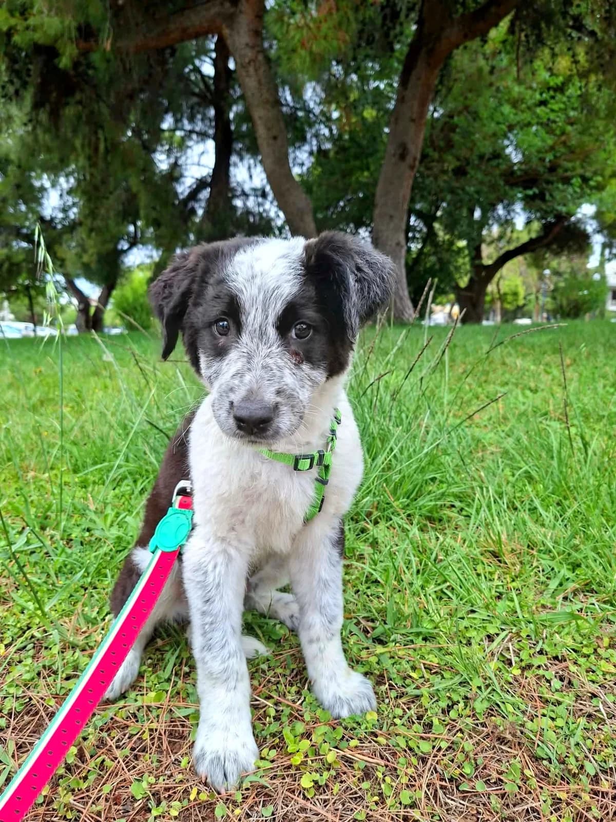 Toby, male Mixed Breed for adoption at tierFAIRbunden n.e.V.