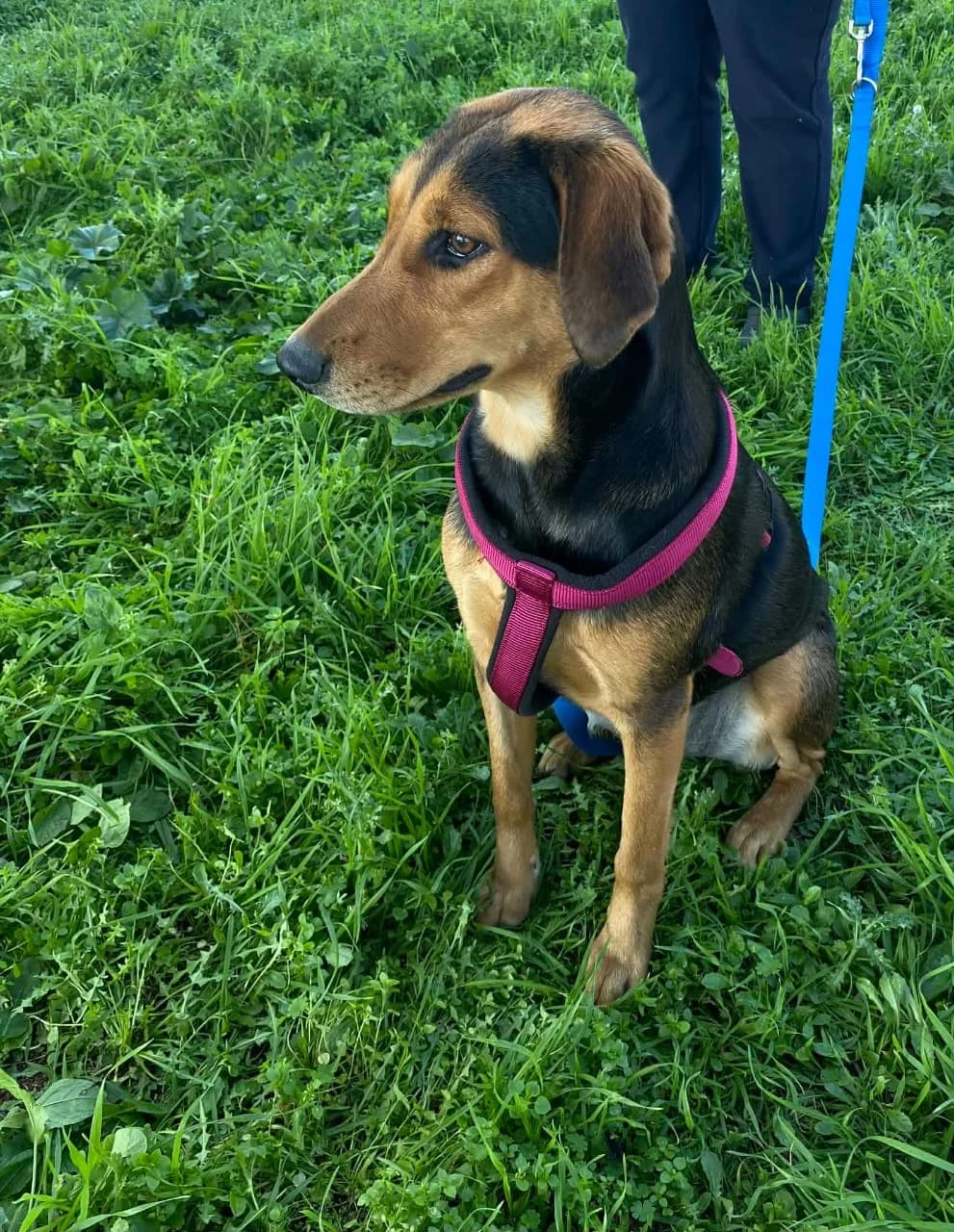 Tonia, female young Mixed Breed for adoption at tierFAIRbunden n.e.V.