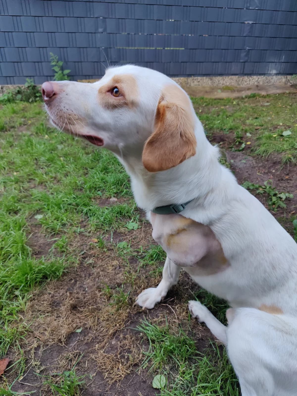 Luke, male 4yo Mixed Breed for adoption at Tierfairliebt e.V., Berlin