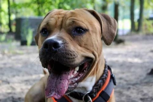 Buddy, young Mixed Breed for adoption at Waldtierheim Celle