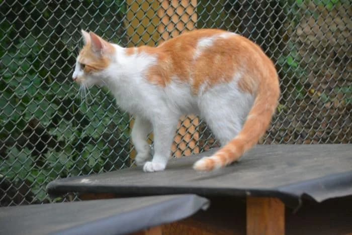Charlie, male young Mixed Breed for adoption at Waldtierheim Celle