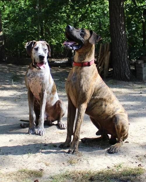 Ernie Und Bert, 4yo Great Dane for adoption at Waldtierheim Celle