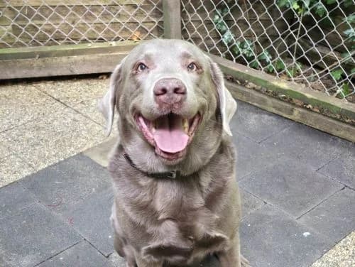Fiete, male senior Labrador Retriever for adoption at Waldtierheim Celle