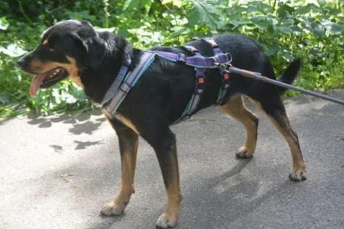 Hans-peter, male 5yo Mixed Breed for adoption at Waldtierheim Celle