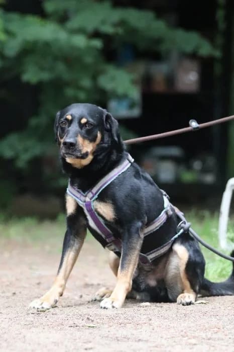 Hans-peter, male 5yo Mixed Breed for adoption at Waldtierheim Celle