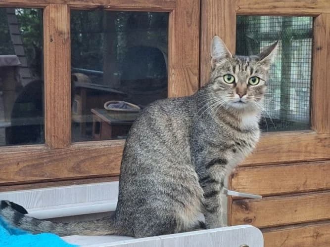Jara, young Mixed Breed for adoption at Waldtierheim Celle