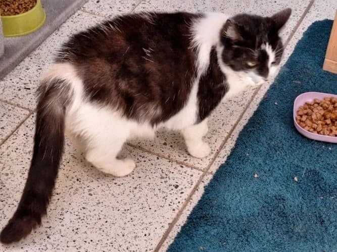 Lucy, 7yo Mixed Breed for adoption at Waldtierheim Celle