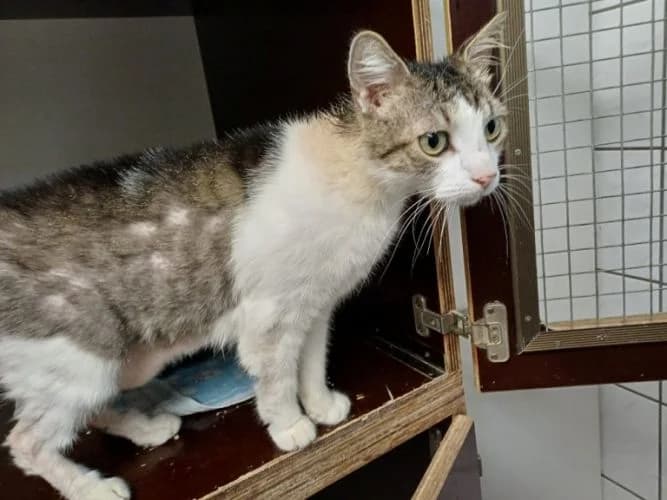 Oskar, male 4yo Mixed Breed for adoption at Waldtierheim Celle