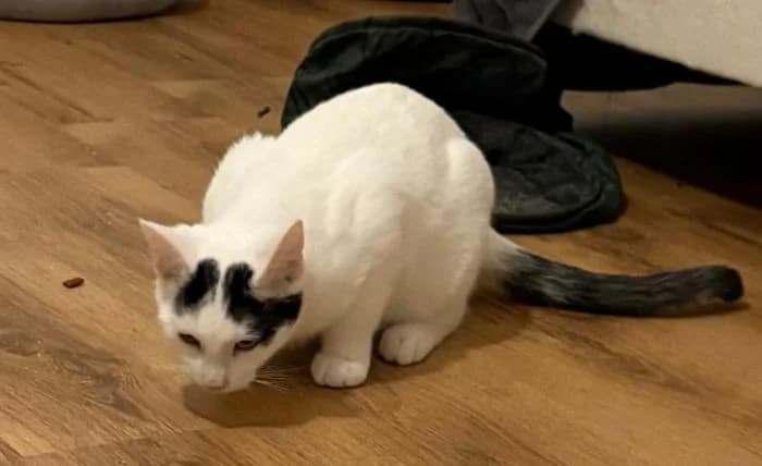 Katzen In Pflegestelle, young Mixed Breed for adoption at Waldtierheim Celle