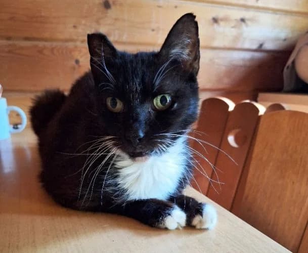 Tony, male senior Mixed Breed for adoption at Waldtierheim Celle