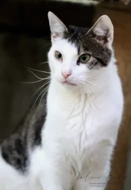 Verwilderte Hauskatzen, 5yo Mixed Breed for adoption at Waldtierheim Celle