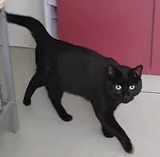 BEREITS VERMTTELT +++ Schwarzer lieber Kater sucht ein Zuhause, male Mixed Breed for adoption at Tierfreunde Dieburg