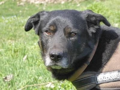 Titi, male senior Mixed Breed for adoption at Tierfreunde Europa e.V., Simonswald