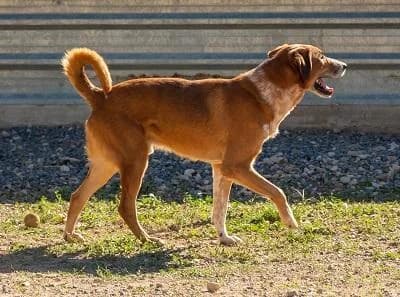 Gabriel „Gaby“, male senior Mixed Breed for adoption at Tierfreunde Europa e.V., Simonswald