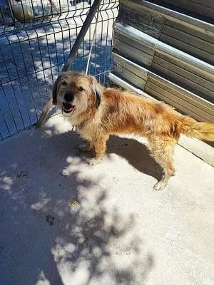 Bicho, male senior German Shepherd for adoption at Tierfreunde Europa e.V., Simonswald