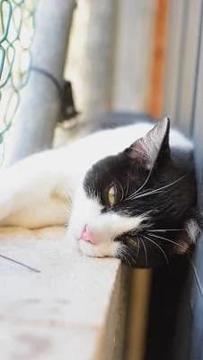 Manolo, male senior Mixed Breed Cat for adoption at Tierfreunde Europa e.V., Simonswald
