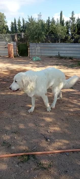 Bianca, senior mixed breed for adoption at Tierfreunde Europa e.V., Simonswald