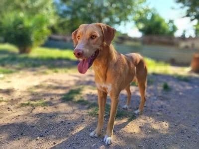 Pluto, male senior Mixed Breed for adoption at Tierfreunde Europa e.V., Simonswald
