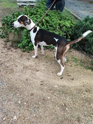 Frank, male senior Mixed Breed for adoption at Tierfreunde Europa e.V., Simonswald